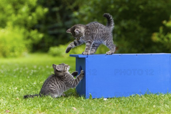 House cats, kittens, tabby