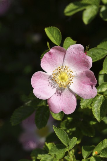 Dog rose (Rosa canina), blossom, North Rhine-Westphalia, Germany, Europe