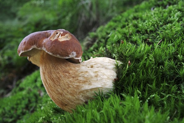(Boletus edulis), Boletus, Cep bun, Cep mushroom, Boletus edulis, Boletus edulis, Cep bun, Cep bun