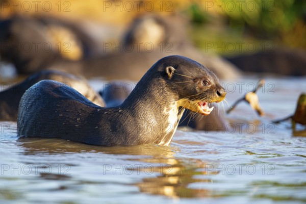 Giant otter (Pteronura brasiliensis) Pantanal Brazil