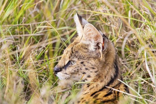 Serval (Leptailurus serval) Masai Mara Kenya