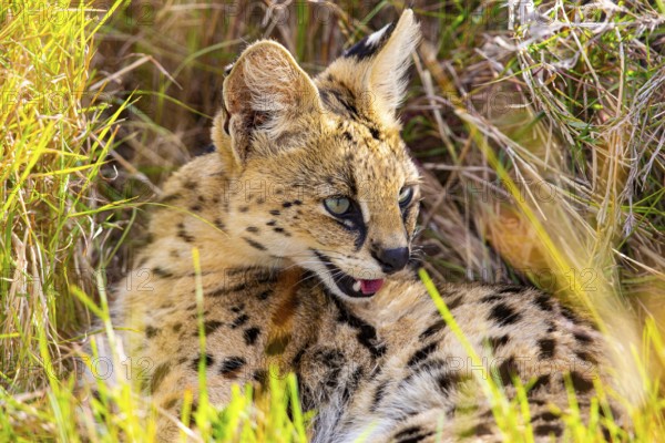 Serval (Leptailurus serval) Masai Mara Kenya