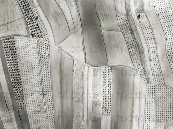 Farmland and cultivated olive trees (Olea europaea) . Aerial view. Drone shot. Granada province, Andalusia, Spain, Europe