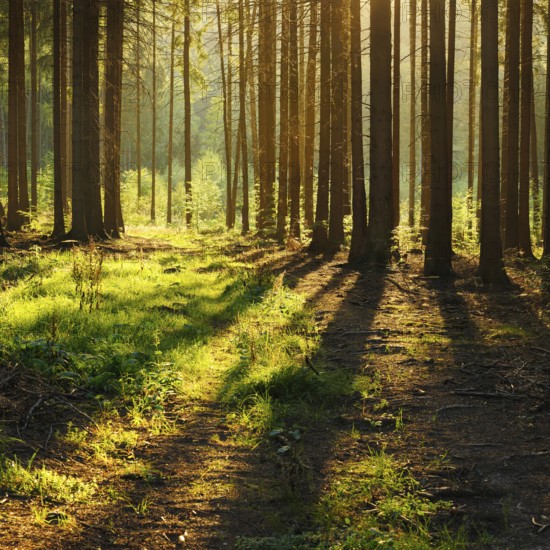 Spruce forest in the evening backlit, tree trunks cast long shadows, Thuringian Forest, Thuringia, Germany, Europe