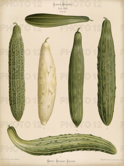 Vegetables, cucumbers, snake cucumbers, after Ernst Samuel Benary (10 November 1819, 19 February 1893), Hessian horticulturalist, Historical, digitally restored reproduction from a 19th century original, Record date not stated
