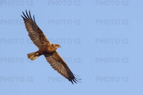 Western marsh-harrier (Circus aeruginosus), Hides de El Taray / Raptor Hide, Villafranca de los Caballeros, Castilla La Mancha / Toledo, Spain, Europe