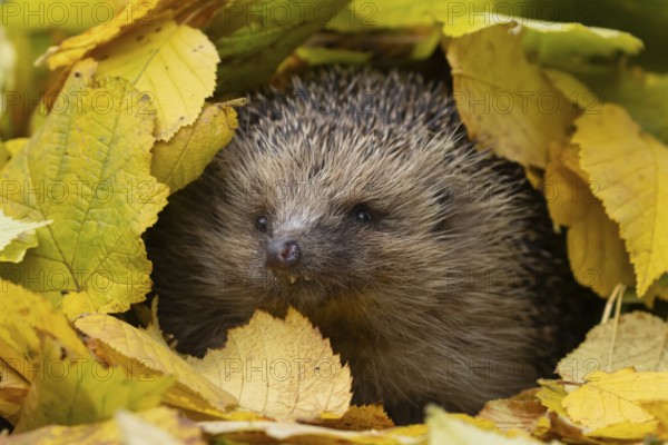 European hedgehog (Erinaceus europaeus) adult animal amongst fallen autumn leaves, Suffolk, England, United Kingdom, Europe
