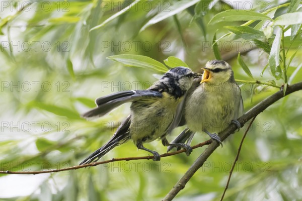Blue tit (Cyanistes caeruleus, Parus caeruleus) feeding branchling on a branch surrounded by green leaves, Hesse, Germany, Europe