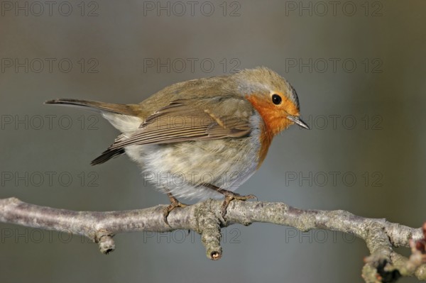 Robin, (Erithacus rubecula), Battenberg, Tiszaalpár, Kiskunsági National Park, Bács-Kiskun, Hungary, Europe