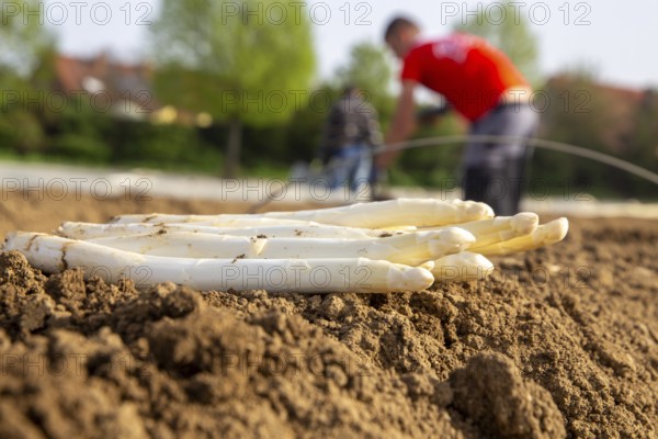 Asparagus harvest in the Palatinate