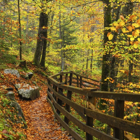 A hiking trail in the Lammerklamm gorge. Autumn, trees with colourful leaves. Scheffau, Lammertal, Salzburger Land, Upper Austria, Austria, Europe