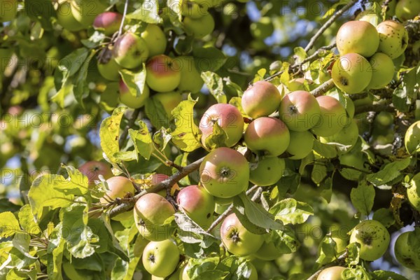 Orchard with apple tree near Herrenberg. The apple trees bear many fruits. Herrenberg, Baden-Württemberg, Germany, Europe