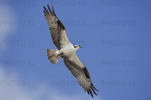 Western osprey (Pandion haliaetus) in flight, Everglades National Park, Florida, USA, North America
