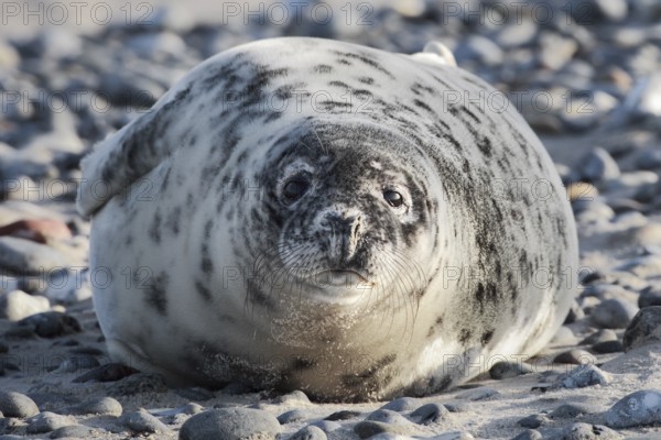 Grey seal pup lying on the beach on the island of Düne near Heligoland, Germany, Europe