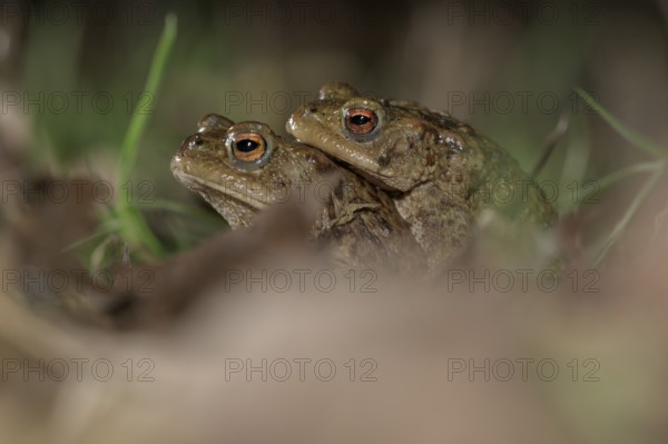 Common toad (Bufo bufo), pair, on the way to spawning waters, evening, toad migration, Bottrop, Ruhr area, North Rhine-Westphalia, Germany, Europe