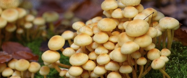 Green-leaved sulphur head (Hypholoma fasciculare), nature photograph, close-up, Schneeren, Neustadt am Rübenberge