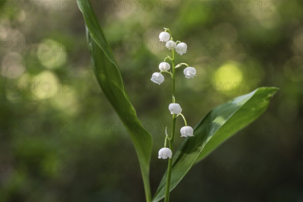 Lily of the valley (Convallaria majalis), Emsland, Lower Saxony, Germany, Europe