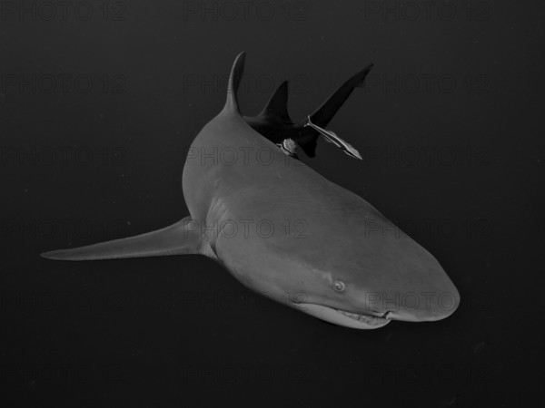 A lemon shark (Negaprion brevirostris) swims in the ocean in a black and white photograph. Dive site Bonair, Jupiter, Florida, USA, North America