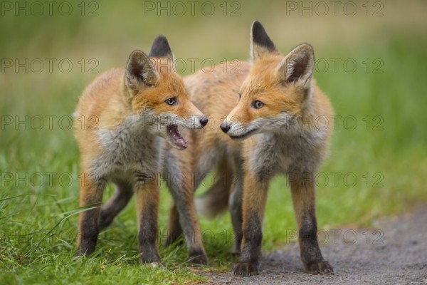 Red fox (Vulpes vulpes), two young foxes standing together, summer, Hesse, Germany, Europe