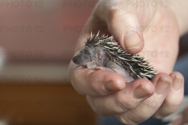 European hedgehog (Erinaceus europaeus) juvenile baby animal being held in a humans hand, Suffolk, England, United Kingdom, Europe