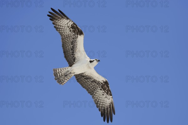 Western osprey (Pandion haliaetus) in flight, Everglades National Park, Florida, USA, North America