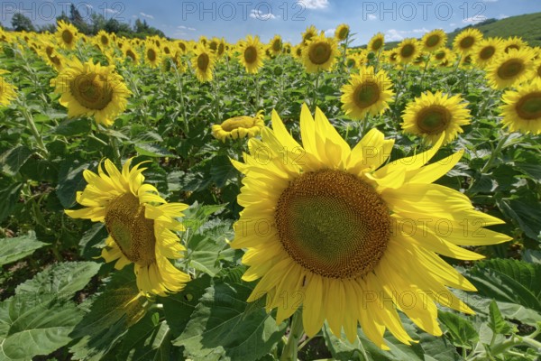 Sunflower field with magnificent blossoms near Kabile in south-eastern Bulgaria. Southeast Europe