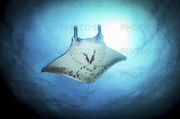 Giant ray (Manta) Plankton-eater harmless in backlight under sea surface above sun, Pacific Ocean