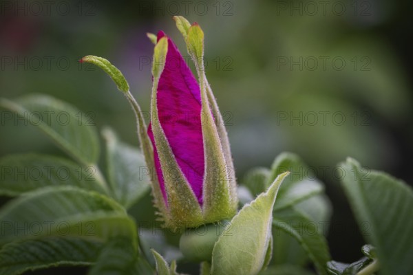 Flower, dog rose (Rosa canina), Ringkøbing Fjord, Denmark, Europe
