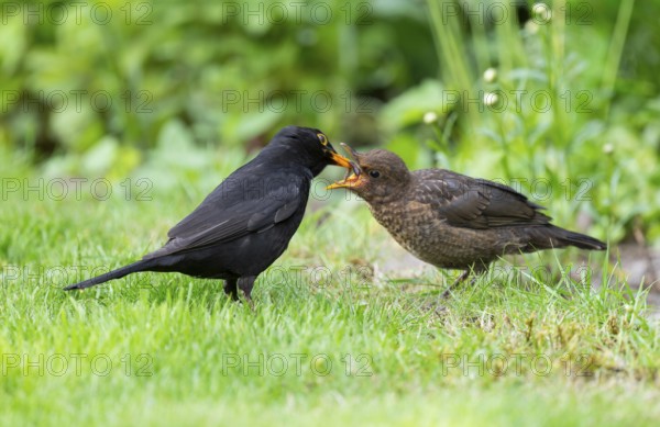 Blackbird (Turdus merula), male feeding young bird in garden, Lower Saxony, Germany, Europe