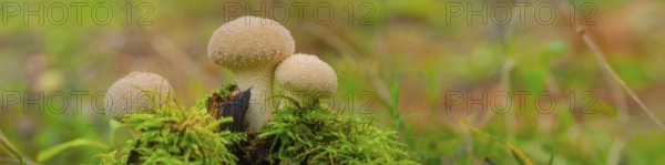 Bottle mushroom (Lycoperdon perlatum, syn. L. gemmatum), close-up, nature photograph, Neustadt am Rübenberge