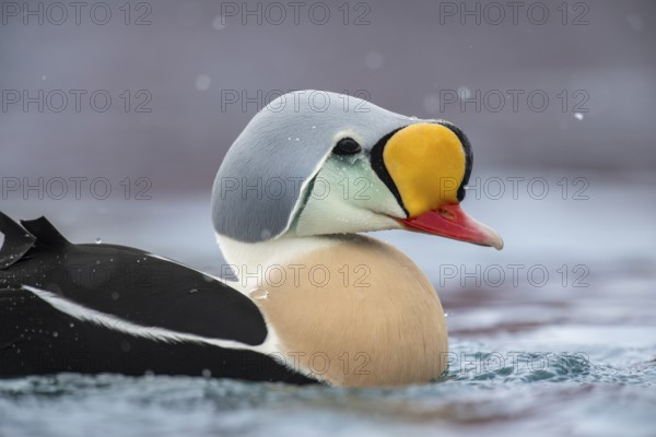 King eider (Somateria spectabilis), portrait of a male, Batsfjord, Båtsfjord, Varanger Peninsula, Finnmark, Northern Norway, Norway, Europe