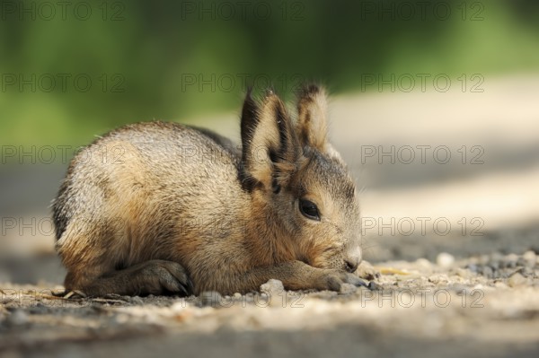 Patagonian mara (Dolichotis patagonum) or greater mara, juvenile, captive, occurrence in Argentina