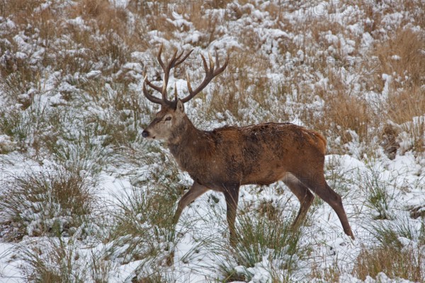 Red deer (Cervus elaphus), red deer, Deer, Ungulates, Even-toed ungulates, Mammals, Animals, Red deer stag in the snow in winter