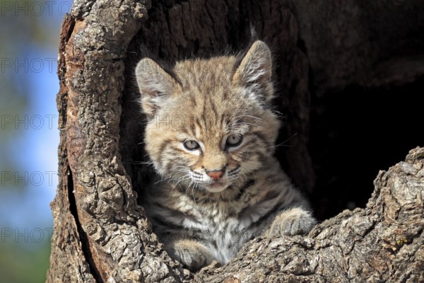 Bobcat (Lynx rufus), young, 8 weeks, in bobcat (Felis rufa)