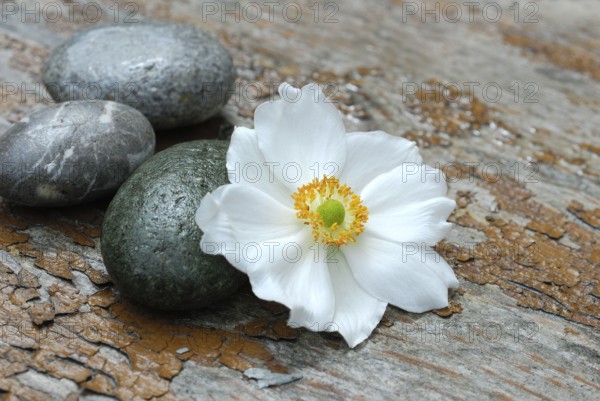 Autumn anemone and stones, Japanese anemone (Anemone japonica)