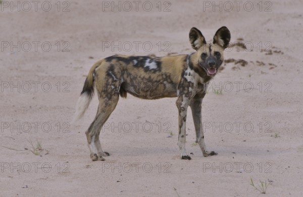 African Wild Dog (Lycaon pictus), South Luangwa National Park, Zambia, Africa