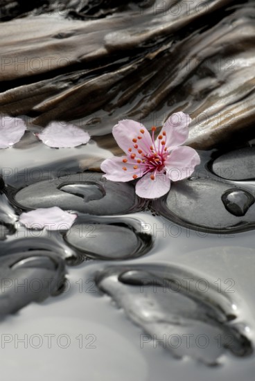 Cherry plumsblue (Prunus cerasifera) stones and wood in water, plum blossoms, purple-leaf plum