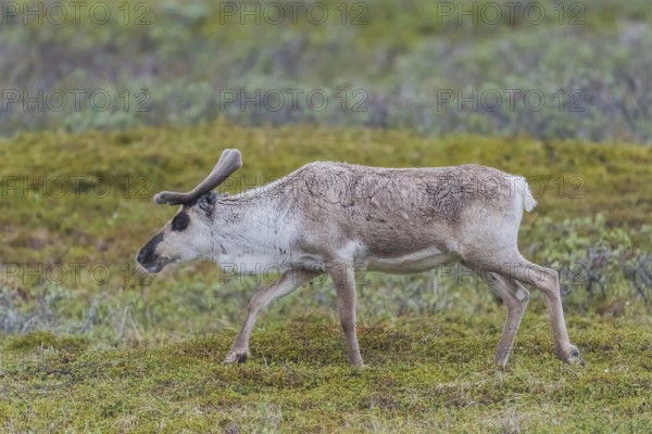 Reindeer (Rangifer tarandus) runs in Tundra, Finnmark, Norway, Europe