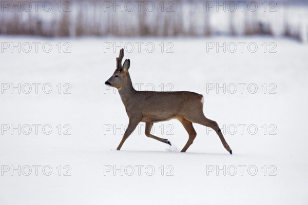 European roe deer (Capreolus capreolus) running in the field in winter snow, Germany, Europe