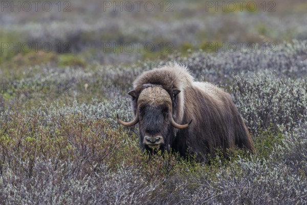 Muskox or Musk Ox (Ovibos moschatus), ?Dovrefjell-Sunndalsfjella-Nationalpark, Norway, Europe