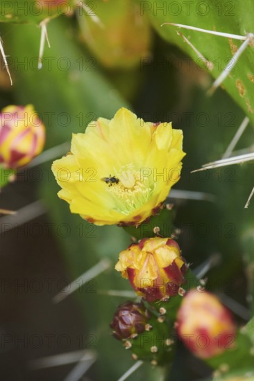 Indian fig opuntia (Opuntia ficus-indica) blossom, ebro delta, Catalonia, Spain, Europe
