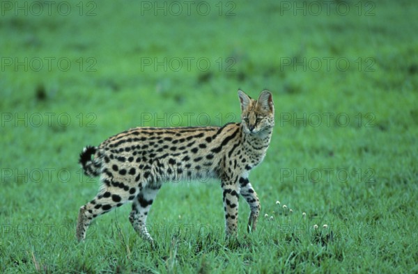 Serval (Felis serval) Serengeti National Park, Tanzania, Serengeti National Park, lateral, side, Africa