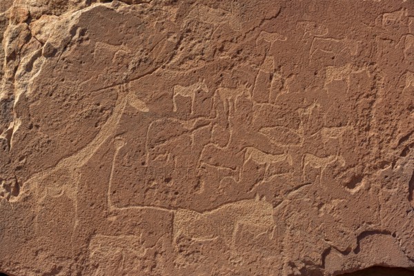 Neolithic rock engravings with different animals, Twyfelfontein, region Kunene, Namibia, Africa