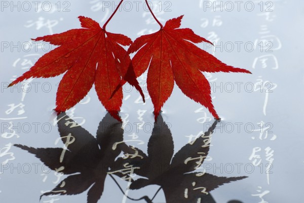Japanese (Acer japonicum aconitifolium) maple, Japanese characters