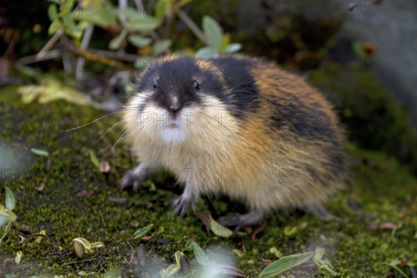 Norway lemming (Lemmus lemmus), Norway, Europe