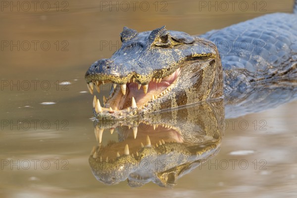 Caiman (Caimaninae), Crocodile (Alligatoridae), crocodile (Crocodylia), animal portrait, reflection, eye contact, Pantanal, inland, wetland, UNESCO biosphere reserve, world natural heritage site, wetland biotope, Mato Grosso, Brazil, South America