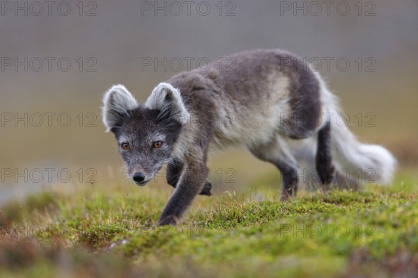 Arctic fox foraging, Arctic fox, (Alopex lagopus), Europe, Norway, Spitsbergen, Longyearbyen, Svalbard / Spitsbergen, Norway, Europe