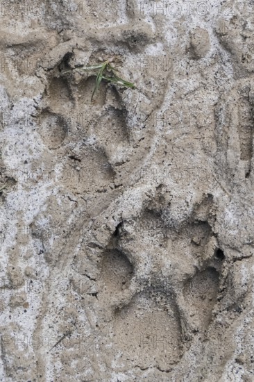 Close-up of a Maned wolf tracks in sandy riverbed, Caraca Natural Park, Minas Gerais, Brazil, South America