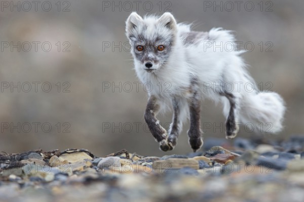 Arctic fox foraging, Arctic fox, (Alopex lagopus), Europe, Norway, Spitsbergen, Longyearbyen, Svalbard / Spitsbergen, Norway, Europe