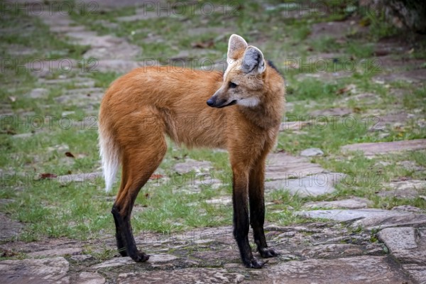 Maned wolf on a pathway of Sanctuary Caraça, turning head to the left, Minas Gerais, Brazil, South America
